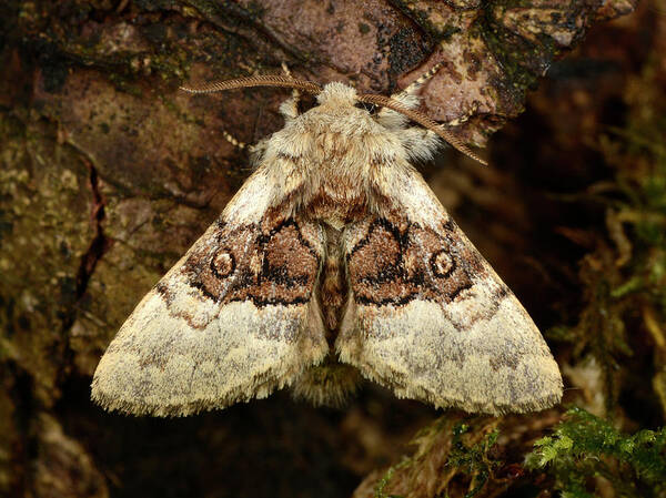 Insect Art Print featuring the photograph Nut-tree Tussock Moth #1 by Nigel Downer