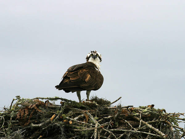 Osprey Art Print featuring the photograph Osprey Nesting #1 by Anthony Jones