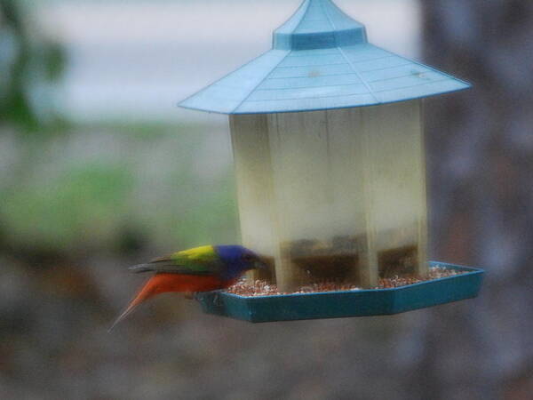 Feeding At My Bird Feeder Art Print featuring the photograph Painted bunting #1 by Robert Floyd