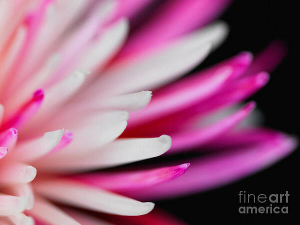 Chrysanthemum Art Print featuring the photograph Pink Chrysanthemum Flower Isolated on Black Background. Macro #1 by Laurent Lucuix