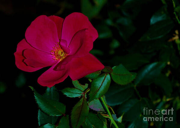 Rose Art Print featuring the photograph Red Rose On Green #1 by Bob Sample