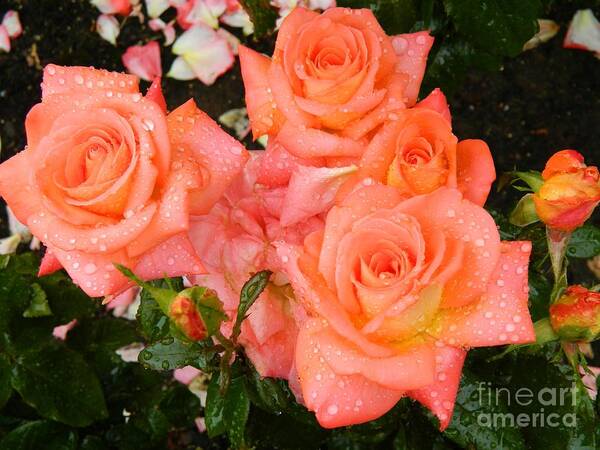 Rose Art Print featuring the photograph Roses #1 by Micheal Jones