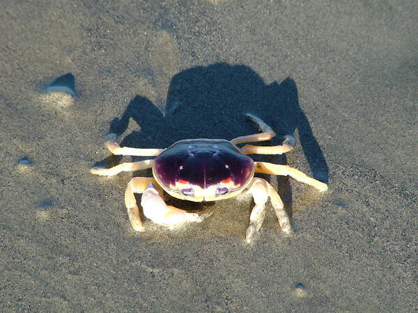 Mexico Art Print featuring the photograph Sunning Sand Crab #1 by Joseph Hendrix