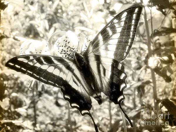 Butterfly Art Print featuring the photograph Swallow Tail #1 by Jamie Johnson