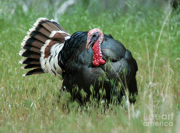 Turkey Art Print featuring the photograph 908P Wild Tom Turkey by NightVisions