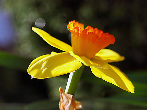 Daffodil Art Print featuring the photograph Wide Open by Joe Schofield