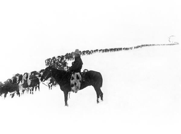 1920s Art Print featuring the photograph Wintertime Cattle Drive by Underwood Archives Charles Belden