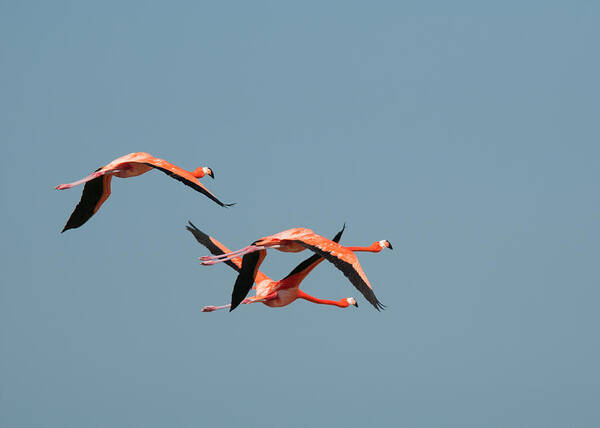 Mexico Yucatan Art Print featuring the digital art Flamingos #10 by Carol Ailles