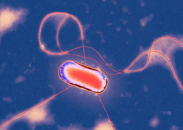 Escherichia Coli Art Print featuring the photograph E. Coli Bacterium #12 by Centre For Infections/public Health England/science Photo Library