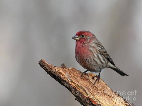Nature Art Print featuring the photograph House Finch #133 by Jack R Brock