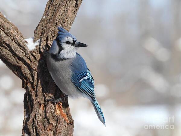 Nature Art Print featuring the photograph Blue Jay #191 by Jack R Brock