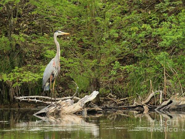 Nature Art Print featuring the photograph Great Blue Heron #199 by Jack R Brock