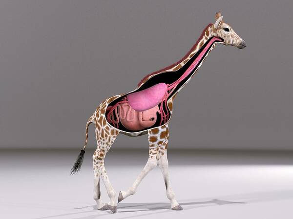 Giraffe Art Print featuring the photograph Giraffe Anatomy #2 by Claus Lunau/science Photo Library