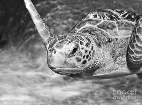 Green Sea Turtle Art Print featuring the photograph Green sea turtle. #2 by Jamie Pham