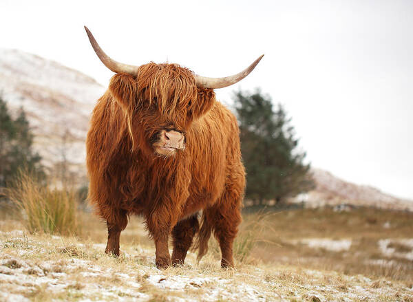 Highland Cattle Art Print featuring the photograph Highland Cow by Grant Glendinning