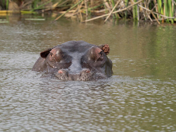 Photography Art Print featuring the photograph Hippopotamus Hippopotamus Amphibius #2 by Panoramic Images