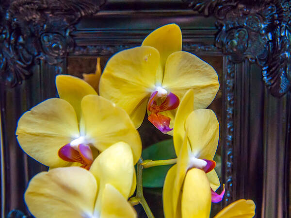 View Art Print featuring the photograph Orchid Flowers Growing Through Old Wooden Picture Frame #2 by Alex Grichenko