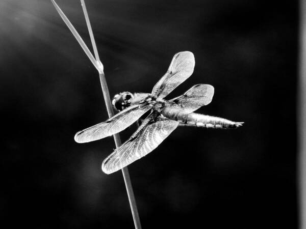 Dragonfly Art Print featuring the photograph Resting In Sunshine #2 by Zinvolle Art