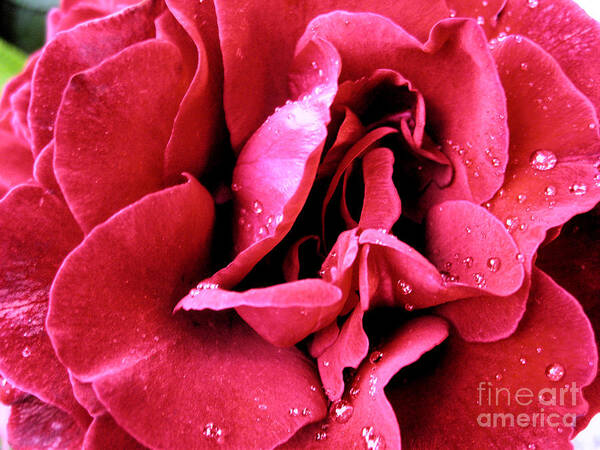 Dreamy Red Art Print featuring the photograph Rose With Raindrops by Nina Ficur Feenan