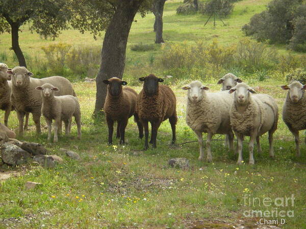 Sheep Art Print featuring the photograph Sheep in Extremadura #2 by Chani Demuijlder
