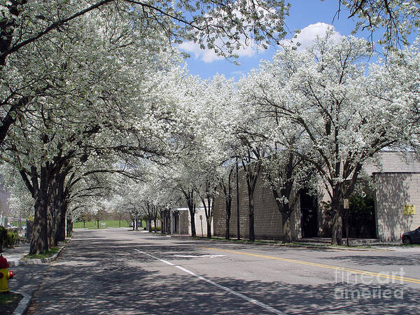 Corning Art Print featuring the photograph Springtime Corning NY 1 #2 by Tom Doud