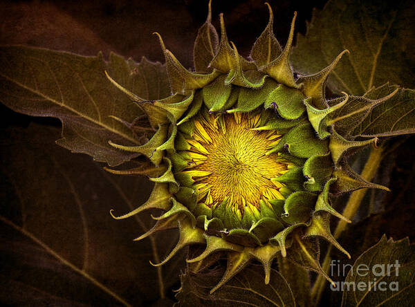 Sunflower Art Print featuring the photograph Sunflower #1 by Elena Nosyreva