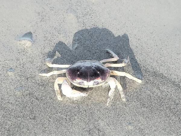 Mexico Art Print featuring the photograph Sunning Sand Crab #2 by Joseph Hendrix