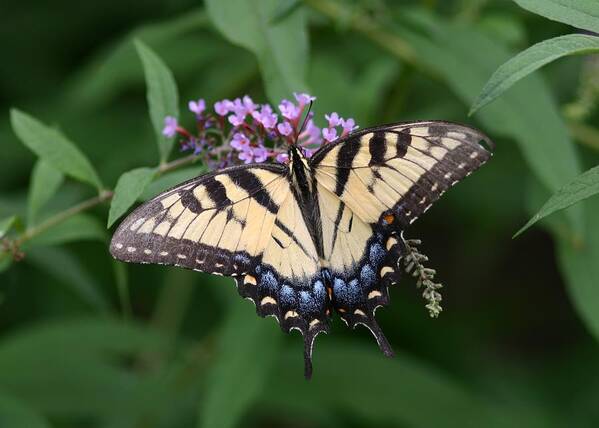 Butterfly Art Print featuring the photograph Tiger Swallowtail on Butterfly Bush #2 by Robert E Alter Reflections of Infinity