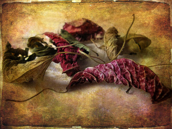 Leaves Art Print featuring the photograph Timeworn by Jessica Jenney