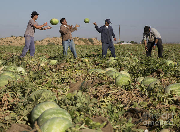 Agriculture Art Print featuring the photograph Watermelon Harvest by Jim West