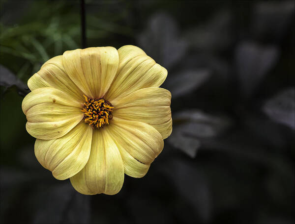 Floral Still Life Art Print featuring the photograph Yellow Flower #2 by Robert Ullmann