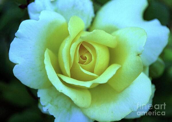 Yellow Rose Art Print featuring the photograph Yellow Rose by Allen Beatty