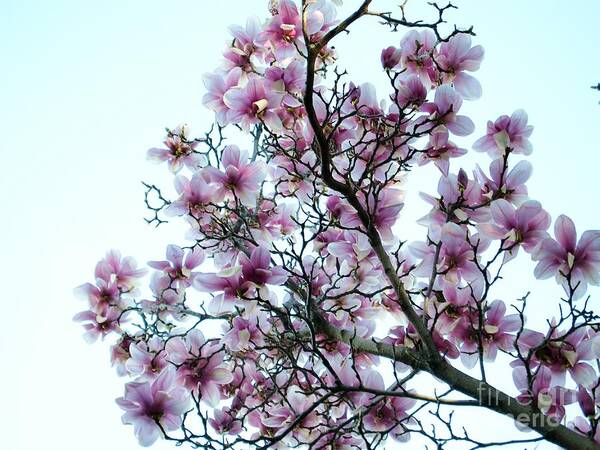 Magnolia Art Print featuring the photograph Magnolia #2 by Cindy Rohde