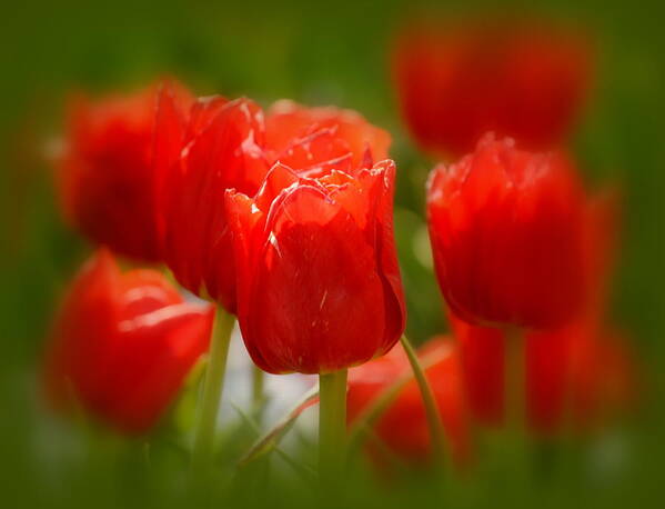 Red Art Print featuring the photograph Red Tulips #3 by Nathan Abbott