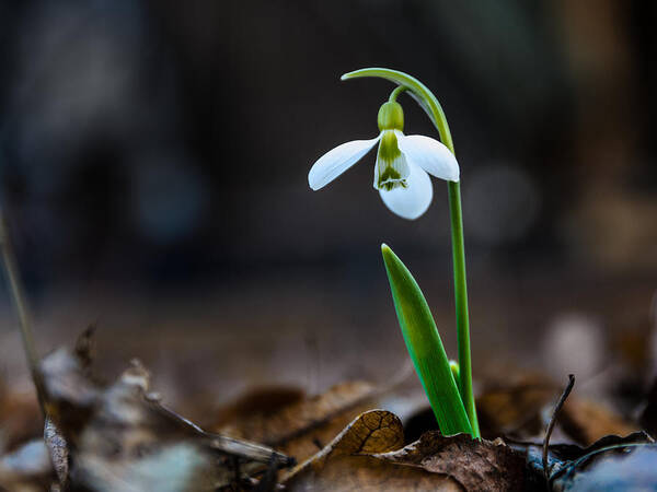 Colors Art Print featuring the photograph Snowdrop flower #3 by Michael Goyberg