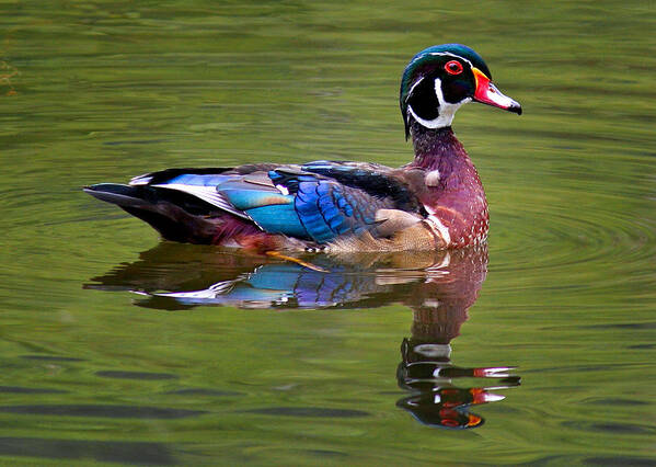 Swimming Male Wood Duck Art Print featuring the photograph Wood duck by Jean Noren