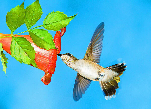 Wildlife Art Print featuring the photograph Ruby Throated Hummingbird Female #32 by Millard H. Sharp