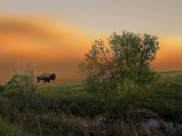 Buffalo Art Print featuring the photograph 3241 by Peter Holme III