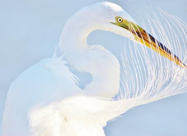 Great White Egret Art Print featuring the photograph Great White Egret #64 by Paulette Thomas