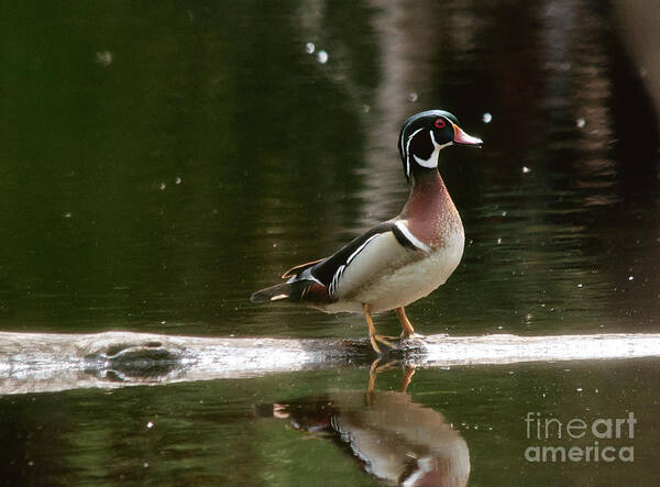 Wood Duck Art Print featuring the photograph Beautiful Boy #4 by Cheryl Baxter