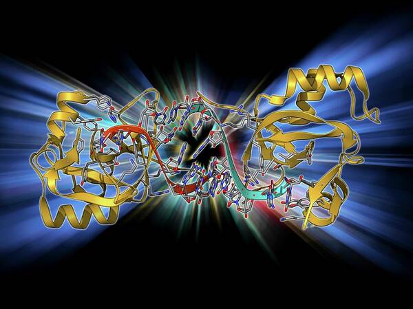 Alpha Helix Art Print featuring the photograph Rna-induced Silencing Complex #4 by Laguna Design