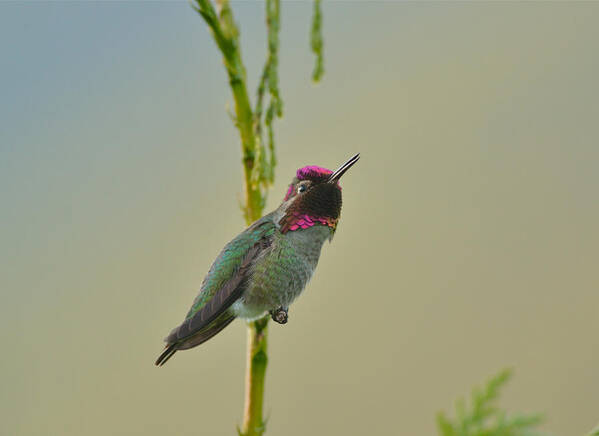 Anna's Hummingbird Art Print featuring the photograph Anna's Hummingbird #5 by Kathy King