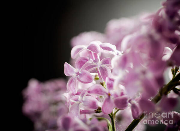 Floral Art Print featuring the photograph Lilac #5 by Kati Finell