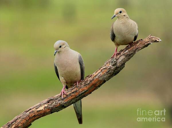 Nature Art Print featuring the photograph Mourning Dove #57 by Jack R Brock