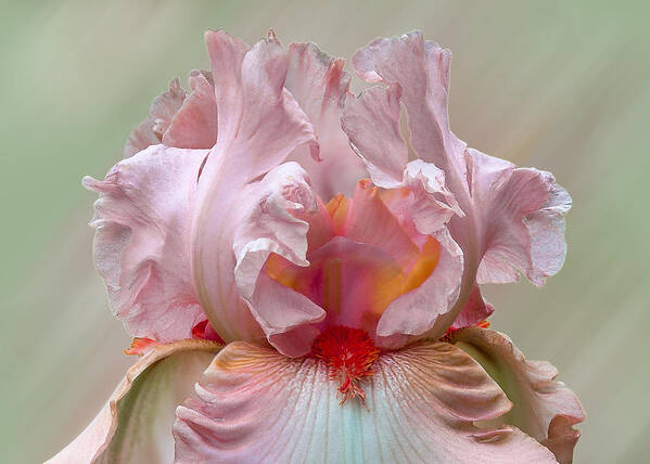 Pink Art Print featuring the photograph Pink Electrabrite Bearded Iris by Patti Deters