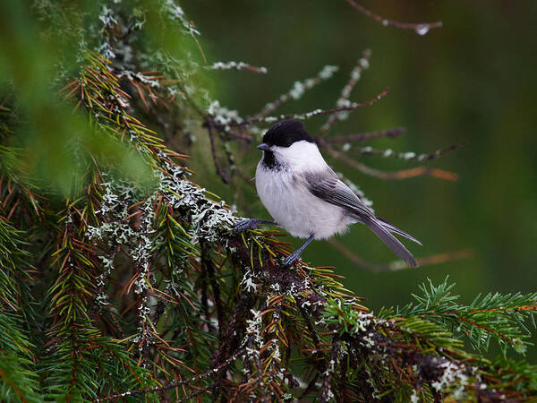 Finland Art Print featuring the photograph Willow Tit #7 by Jouko Lehto