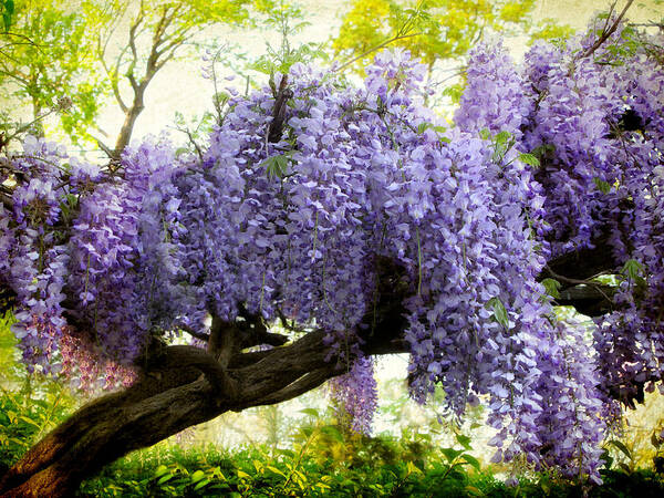 Wisteria Art Print featuring the photograph Wisteria  #7 by Jessica Jenney