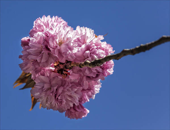 Cherry Blossoms Art Print featuring the photograph Cherry Blossoms #91 by Robert Ullmann