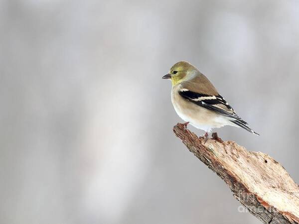 Nature Art Print featuring the photograph American Goldfinch #97 by Jack R Brock