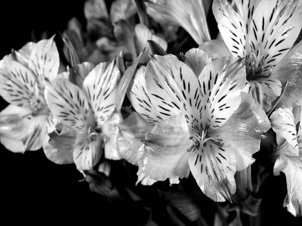 Monochrome Art Print featuring the photograph A bunch of flowers from Trader Joe's by Digital Photographic Arts